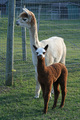 First cria out of Crown Prince