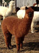 Second cria out of Sir William...stunning fleece