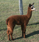 Rose gray 2012 cria out of Crown