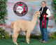 2013 cria: Chieftain female: sold to Canada