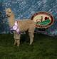 First cria