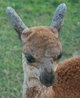 As cria...gray flannel ears!