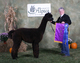  Sire of male cria