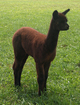 2012 male cria