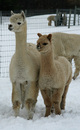 With 2012 male cria