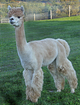 Sire of 2013 cria