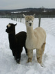 Princess Em with 2012 cria