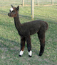 First true black female cria