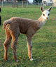 another gray cria out of a fawn!