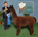 1st cria: Mod. Rose Gray: beige sire