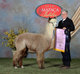 2nd cria: Big time bnr winner