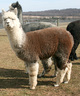 3rd gray female cria!