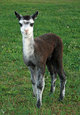 3rd cria out of Crown Prince