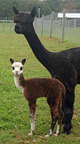 1st cria out of Crown Prince