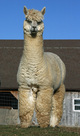 Sire of bay black male cria