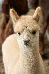 alpaca for sale