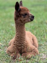 alpaca for sale