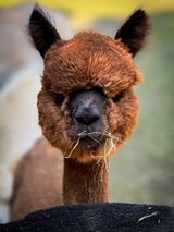 alpaca for sale