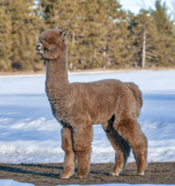 alpaca for sale