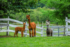 Amazon Queen with son Pride and Chili Pepper 