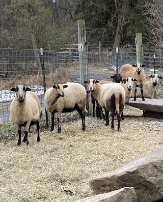 Barbados Blackbelly ewes