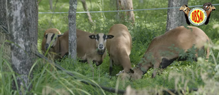 Sheep in the Sugarbush