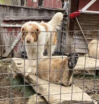 BB ewe with Karakachan guardian dog