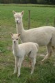 Dalm Elizabeth with 2009 cria Dulce