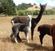 Greyciella as a Cria with her DAM: MJA HD's Margarite