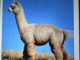 alpaca for sale