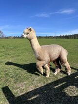 alpaca for sale