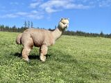 alpaca for sale