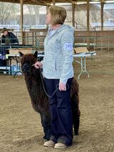 alpaca for sale