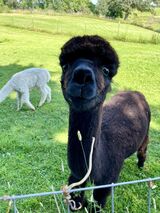 alpaca for sale