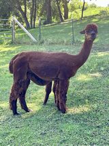 alpaca for sale