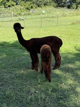 alpaca for sale