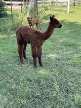 alpaca for sale