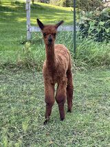 alpaca for sale