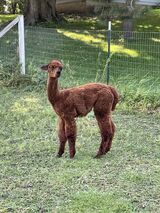 alpaca for sale