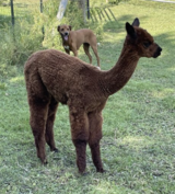 alpaca for sale