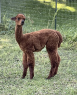 alpaca for sale