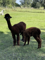 alpaca for sale