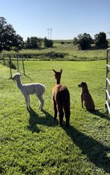 alpaca for sale