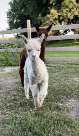 alpaca for sale