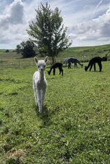 alpaca for sale