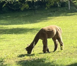 alpaca for sale