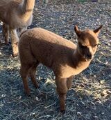 alpaca for sale