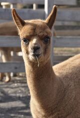 alpaca for sale