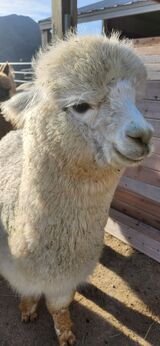 alpaca for sale