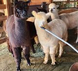 alpaca for sale